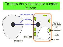 Maybe you would like to learn more about one of these? Plant Vs Animal Cells Teaching Resources