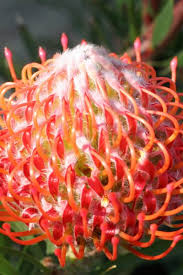 Image result for Protea argyrea