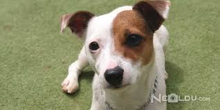 Jack Russell Terrier Cinsi Kopek Bakimi Ve Ozellikleri