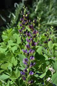 Image result for Indigofera vicioides