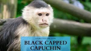 ***for black cap capuchin details call 910 276 4942 or contact us to place a reserve on your new baby***. Black Capped Capuchin Monkey Lifespan Pet Facts Primates Park