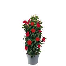 Image result for dipladenie sanderi obrázek