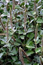 Image result for Achyranthes