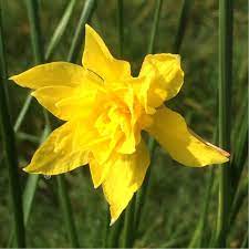 Double campernelle daffodil brecks com. Narcissus Double Campernelle Daffodil Double Campernelle Double In Gardentags Plant Encyclopedia