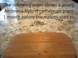 Ambrosia amethyst animal cookies apollo 11 apollo 13 apollo 13 ibl appalachia. Grow From Seeds Best Ever Cantaloupe Ambrosia Hybrid Best Wmv Youtube
