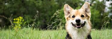 How long has this been happening? My Dog Is Coughing 6 Possible Reasons Why