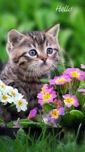Solve Kotatko V Kvetinach Jigsaw Puzzle Online With 40 Pieces Pretty Cats Cute Cats And Dogs Kittens Cutest
