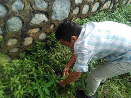 1 gengam daun sirsak, 2 liter air, 20 gram sabun colek, 20 siung. Khasiat Daun Kesum Daun Kesum Daun Asam Garam Catering Facebook