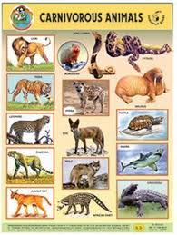 Carnivorous Animals Chart Book