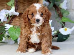 We have over 4,000 rescue organizations listed in our database with over 100,000 adoptable rescue dogs and puppies between them. Houston Cavapoo Puppy For Sale Keystone Puppies