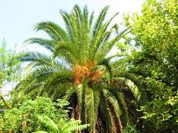 It is an extremely fast growing palm that grows 6 feet (2 meters) a year. 15 Large Florida Palm Trees Garden Lovers Club