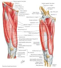 Muscles of the hip joint are those muscles that cause flexion , extension, adduction abduction and rotatory movements of the hip. Muscles In Hip Area Hip Pain Information Sinew Therapeutics Most Modern Anatomists Define 17 Of These Muscles Although Some Additional Muscles May Sometimes Be Considered