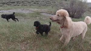 Standard poodle breed information, breeder location in southwest oregon in the pacific northwest, description of dogs, pedigrees, breeding and testing practices, what to know about a. 4 Standard Poodles Including 9 Week Old Silver Puppy On A Hike Youtube