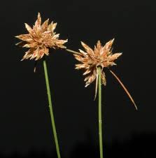 Image result for Bulbostylis densa