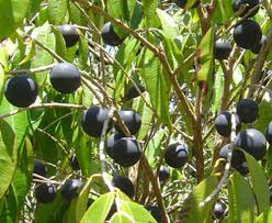 Image result for Rhoicissus rhomboidea