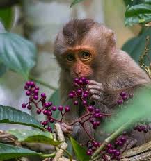 Pin By Ann Tilden On Cute Animals In 2020 Cute Animals Animals Animal Pictures