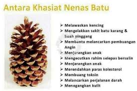 Kulineran di dearah buah batu yang terkenal sebagai surganya para jajaners nih. Khasiat Nenas Batu Nenas Batu Borong Murah Facebook