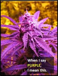 We did not find results for: Purple What Does Purple Mean