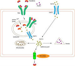Email will be sent to: Frontiers Iron And Alzheimer S Disease From Pathogenesis To Therapeutic Implications Neuroscience