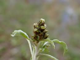 Image result for Gnaphalium polycaulon