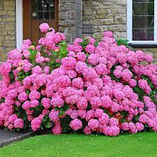 Vedi foto addobbi floreali matrimonio su amando.it, oltre 50 foto disponibili in tipo di fiori ortensie. L Ortensia Hydrangea Macrophylla Rosita Si Adorna Di Magnifici Fiori Rosa Di Gran Risalto Nelle Aiuole Ortensie Giardino Di Ortensie Hydrangea Macrophylla