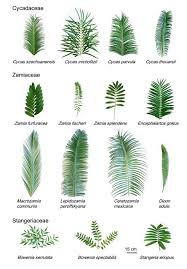 Image result for Cycadaceae