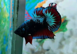 Aquarium lampu hias akuarium kotak ikan led lamp portabel dekorasi ruangan rumah kaca cupang fish. Green Samurai Red Wash Ikan Cupang Ikan