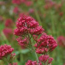 Recette De Jardin 4 Le Centranthus Ruber Coccineus Une Valeriane Rouge De Jardin De Cure Jardin De Cure Jardins Vivaces