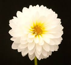 Image result for Dahlia `Snowflake`