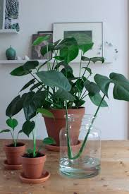 Je Monstera Op 2 Manieren Stekken Bloemplanten Terrarium Planten Planten Water Geven
