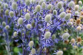 Image result for antraknóza ořešáku