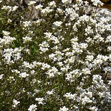 Image result for Arabis