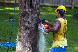 Affordable Tree Service Near Me Tree Service Tree Removal Service Tree Removal