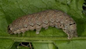 Image result for Graphiphora augur