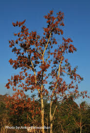 Image result for Albizia procera