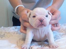 French bulldog puppies for sale in michiganselect a breed. French Bulldog Puppies For Sale In Paw Paw Michigan Classified Americanlisted Com