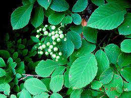 Image result for Cayratia