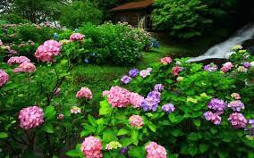 Should clubhouse's meteoric rise scare twitter and spotify? How Often Should You Water Hydrangeas