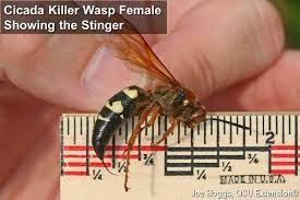 Life history and habits of the cicada killer in ohio. Alert Reissued Cicada Killers Bygl