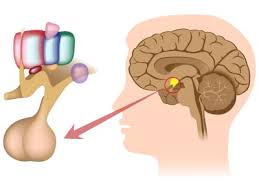 Hyperprolactinémie traitement naturel
