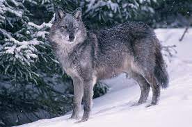 Blue Wolf I Love This Coat Color In Wolves But Because It S A Transition From A Black Phase To The Fur Lightening Aka Bluing Out It S Not A Lobos Animales