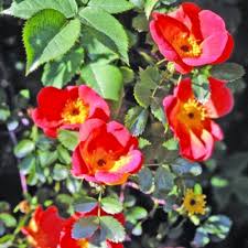 Coi petali delle rose, prima, se lo soffiava sbalordita e affascinata madama colse questo fiore incantevole, oggetto massimo dei suoi desideri. Rosa Yougardener