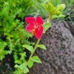 Image result for Hibiscus aponeurus
