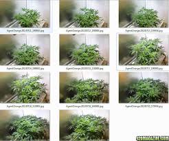 How Vegetative Growth Time Exponentially Affects Yield 420 Magazine