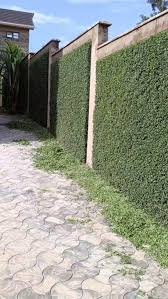 Image result for Barleria grandipetala