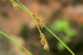 Image result for Coleochloa setifera