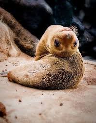 Most Marine Mammals Are Very Flexible Because They Are Made Of 99 Blorp Post Cute Animals Funny Animal Images Animals