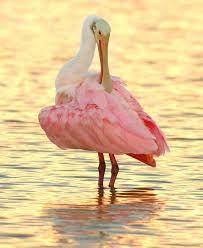 national audubon society on instagram the beautiful roseate spoonbill can be found along the coasts of florida texas and louisiana feeding in shallow waters