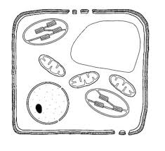 All plant cells follow centrifugal cytokinesis by cell plate formation. R2101 2 1 Describe The Structure Of Plant Cells And State The Functions Of Plant Cell Components And Tissues Diagram Quizlet