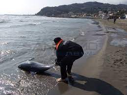Diano Marina Trovato Delfino Spiaggiato La Carcassa E Stata Rimossa Dalla Guardia Costiera Sanremonews It